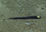 Ipnops murrayi, 2623 m Exocet Bank, Caribbean.

Photograph courtesy of NOAA Okeanos Explorer, Océano Profundo 2015. Identification from photograph by A. Quattrini et al. For more information see: Quattrini AM, Demopoulos AWJ, Singer R, Roa-Veron A, Chaytor JD (2017). Demersal fish assemblages on seamounts and other rugged features in the northeastern Caribbean. Deep Sea Research Part I: Oceanographic Research Papers 123: 90-104.