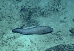 Monomitopus sp., 858 m, St. Croix Pinnacles, Caribbean.

Photograph courtesy of NOAA Okeanos Explorer, Océano Profundo 2015. Identification from photograph by A. Quattrini et al. For more information see: Quattrini AM, Demopoulos AWJ, Singer R, Roa-Veron A, Chaytor JD (2017). Demersal fish assemblages on seamounts and other rugged features in the northeastern Caribbean. Deep Sea Research Part I: Oceanographic Research Papers 123: 90-104.