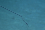 Nemichthys curvirostris, 818 m St. Croix Pinnacles, Caribbean.

Photograph courtesy of NOAA Okeanos Explorer, Océano Profundo 2015. Identification from photograph by A. Quattrini et al. For more information see: Quattrini AM, Demopoulos AWJ, Singer R, Roa-Veron A, Chaytor JD (2017). Demersal fish assemblages on seamounts and other rugged features in the northeastern Caribbean. Deep Sea Research Part I: Oceanographic Research Papers 123: 90-104.