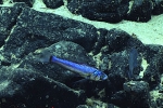Neoscopelus microchir, 836 m Whiting Bank, Caribbean.

Photograph courtesy of NOAA Okeanos Explorer, Océano Profundo 2015. Identification from photograph by A. Quattrini et al. For more information see: Quattrini AM, Demopoulos AWJ, Singer R, Roa-Veron A, Chaytor JD (2017). Demersal fish assemblages on seamounts and other rugged features in the northeastern Caribbean. Deep Sea Research Part I: Oceanographic Research Papers 123: 90-104.