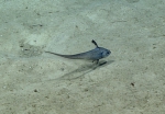 Nezumia aequalis, 868 m St. Croix Pinnacles, Caribbean.

Photograph courtesy of NOAA Okeanos Explorer, Océano Profundo 2015. Identification from photograph by A. Quattrini et al. For more information see: Quattrini AM, Demopoulos AWJ, Singer R, Roa-Veron A, Chaytor JD (2017). Demersal fish assemblages on seamounts and other rugged features in the northeastern Caribbean. Deep Sea Research Part I: Oceanographic Research Papers 123: 90-104.