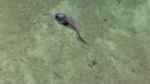Paraliparis sp., 1887 m Guayanilla Canyon, Caribbean.

Photograph courtesy of NOAA Okeanos Explorer, Océano Profundo 2015. Identification from photograph by A. Quattrini et al. For more information see: Quattrini AM, Demopoulos AWJ, Singer R, Roa-Veron A, Chaytor JD (2017). Demersal fish assemblages on seamounts and other rugged features in the northeastern Caribbean. Deep Sea Research Part I: Oceanographic Research Papers 123: 90-104.