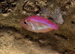Parazen pacificus, 504 m platform west of Puerto Rico, Caribbean.

Photograph courtesy of NOAA Okeanos Explorer, Océano Profundo 2015. Identification from photograph by A. Quattrini et al. For more information see: Quattrini AM, Demopoulos AWJ, Singer R, Roa-Veron A, Chaytor JD (2017). Demersal fish assemblages on seamounts and other rugged features in the northeastern Caribbean. Deep Sea Research Part I: Oceanographic Research Papers 123: 90-104.