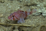 Phenacoscorpius nebris, 606 m Pichincho, Caribbean.

Photograph courtesy of NOAA Okeanos Explorer, Océano Profundo 2015. Identification from photograph by A. Quattrini et al. For more information see: Quattrini AM, Demopoulos AWJ, Singer R, Roa-Veron A, Chaytor JD (2017). Demersal fish assemblages on seamounts and other rugged features in the northeastern Caribbean. Deep Sea Research Part I: Oceanographic Research Papers 123: 90-104.