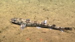 Scyliorhinus boa, , 523 m Whiting Bank, Caribbean.

Photograph courtesy of NOAA Okeanos Explorer, Océano Profundo 2015. Identification from photograph by A. Quattrini et al. For more information see: Quattrini AM, Demopoulos AWJ, Singer R, Roa-Veron A, Chaytor JD (2017). Demersal fish assemblages on seamounts and other rugged features in the northeastern Caribbean. Deep Sea Research Part I: Oceanographic Research Papers 123: 90-104.
