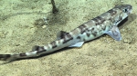 Scyliorhinus boa, 681 m Whiting Bank, Caribbean.

Photograph courtesy of NOAA Okeanos Explorer, Océano Profundo 2015. Identification from photograph by A. Quattrini et al. For more information see: Quattrini AM, Demopoulos AWJ, Singer R, Roa-Veron A, Chaytor JD (2017). Demersal fish assemblages on seamounts and other rugged features in the northeastern Caribbean. Deep Sea Research Part I: Oceanographic Research Papers 123: 90-104.