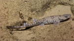 Scyliorhinus sp., 565 m platform west of Puerto Rico, Caribbean.

Photograph courtesy of NOAA Okeanos Explorer, Océano Profundo 2015. Identification from photograph by A. Quattrini et al. For more information see: Quattrini AM, Demopoulos AWJ, Singer R, Roa-Veron A, Chaytor JD (2017). Demersal fish assemblages on seamounts and other rugged features in the northeastern Caribbean. Deep Sea Research Part I: Oceanographic Research Papers 123: 90-104.