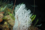 Antipathes atlantica, 60-100 m Flower Garden Banks, Gulf of Mexico.

Photograph courtesy of NOAA-FGBNMS/UNCW-UVP. Identifications by D. Opresko. For more information see: Opresko DM, Nuttall MF, Hickerson EL (2016). Black corals of the Flower Garden Banks National Marine Sanctuary. Gulf of Mexico Science 2016(1): 47-67.