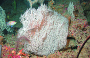 Phanopathes expansa, author: NOAA-FGBNMS/UNCW-UVP