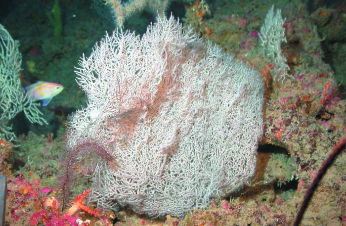 Phanopathes expansa