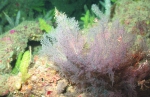 Acanthopathes thyoides