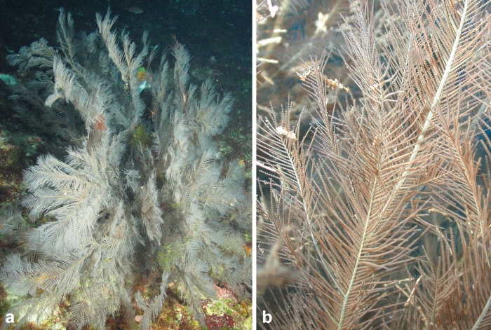 Plumapathes pennacea