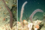 Tanacetipathes tanacetum