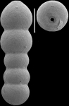 Glandulonodosaria ambigua (Neugeboren, 1856) IDENTIFIED SPECIMEN