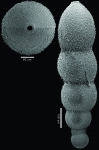 Glandulonodosaria colomi Hayward, 2012 HOLOTYPE