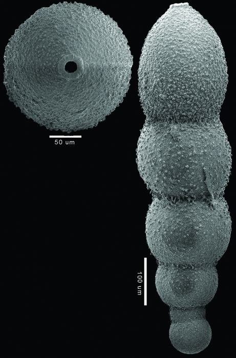 Glandulonodosaria colomi Hayward, 2012 HOLOTYPE Glandulonodosaria colomi Hayward, 2012 HOLOTYPE