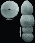 Glandulonodosaria colomi Hayward, 2012 PARATYPE