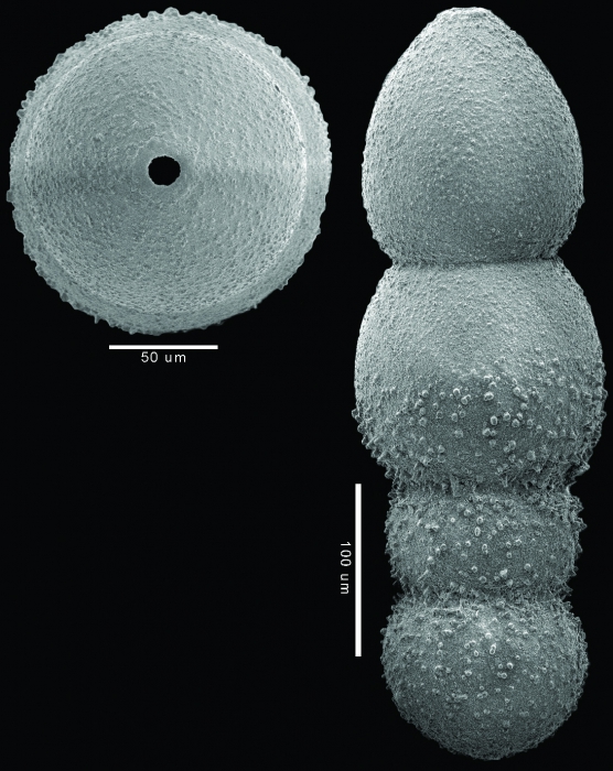 Glandulonodosaria colomi Hayward, 2012 PARATYPE Glandulonodosaria colomi Hayward, 2012 PARATYPE