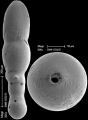 Glandulonodosaria glandigena (Schwager, 1866) IDENTIFIED SPECIMEN, author: Hayward, Bruce