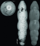 Nodogenerina laevigata Bermudez, 1949 HOLOTYPE