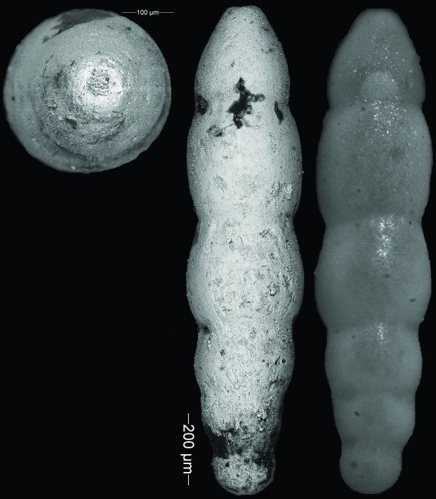 Nodogenerina laevigata Bermudez, 1949 HOLOTYPE Nodogenerina laevigata Bermudez, 1949 HOLOTYPE