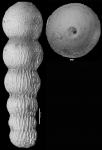 Nodogenerina heterosculpta Bermudez, 1949 HOLOTYPE