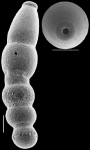 Orthomorphina jedlitschkai (Thalmann, 1937) IDENTIFIED SPECIMEN