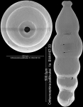 Orthomorphina jedlitschkai (Thalmann, 1937) IDENTIFIED SPECIMEN