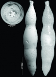 Nodogenerina laevis (Cushman & Bermudez, 1937) HOLOTYPE