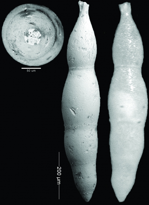 Nodogenerina laevis (Cushman & Bermudez, 1937) HOLOTYPE Nodogenerina laevis (Cushman & Bermudez, 1937) HOLOTYPE