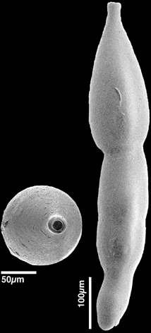 Orthomorphina laevis (Cushman & Bermudez, 1937) IDENTIFIED SPECIMEN Orthomorphina laevis (Cushman & Bermudez, 1937) IDENTIFIED SPECIMEN