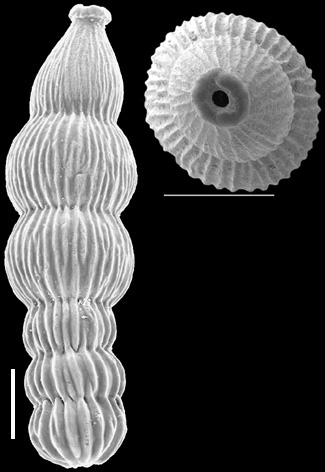Orthomorphina perversa (Schwager, 1866) IDENTIFIED SPECIMEN Orthomorphina perversa (Schwager, 1866) IDENTIFIED SPECIMEN