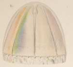 Colobonema sericeum from Vanhöffen, 1902