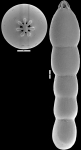 Fingerina weaveri (Finger & Lipps, 1990) IDENTIFIED SPECIMEN