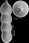 Fingerina weaveri (Finger & Lipps, 1990) IDENTIFIED SPECIMEN