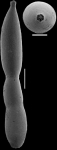 Grigelis schoenfeldi Hayward & Kawagata, 2012 HOLOTYPE