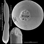 Grigelis schoenfeldi Hayward & Kawagata, 2012 PARATYPE