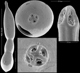 Grigelis schoenfeldi Hayward & Kawagata, 2012 PARATYPE, author: Hayward, Bruce