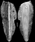 Plectofrondicularia nuttalli var acuta Cushman & Stainforth, 1945 HOLOTYPE