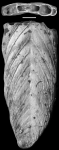 Frondicularia antilliana Palmer & Bermudez, 1936 HOLOTYPE