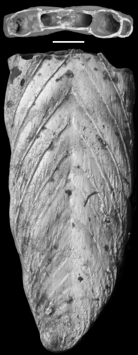 Frondicularia antilliana Palmer & Bermudez, 1936 HOLOTYPE Frondicularia antilliana Palmer & Bermudez, 1936 HOLOTYPE