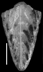 Mucronina billmani (Rau, 1951) IDENTIFIED SPECIMEN