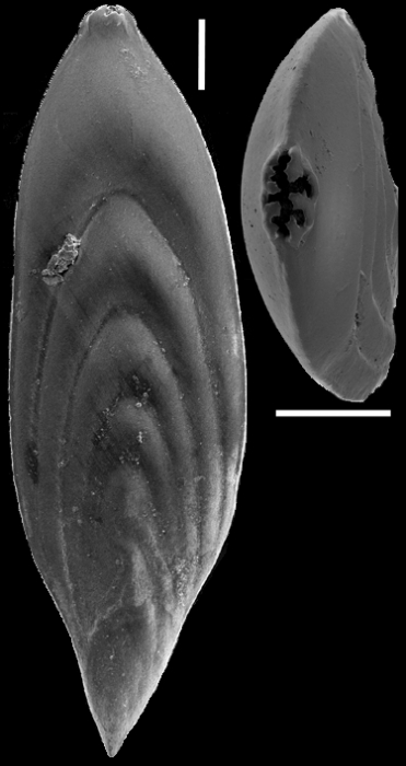 Mucronina compressa (Costa, 1855) IDENTIFIED SPECIMEN Mucronina compressa (Costa, 1855) IDENTIFIED SPECIMEN