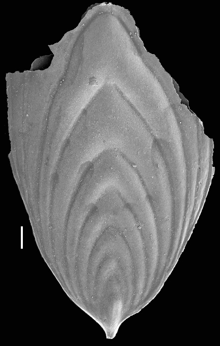 Mucronina compressa (Costa, 1855) IDENTIFIED SPECIMEN Mucronina compressa (Costa, 1855) IDENTIFIED SPECIMEN