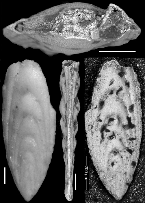 Plectofrondicularia ruthvenmurrayi Cushman & Stainforth, 1945 HOLOTYPE Plectofrondicularia ruthvenmurrayi Cushman & Stainforth, 1945 HOLOTYPE
