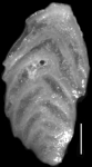 Plectofrondicularia dentifera Cushman & Stainforth, 1947 HOLOTYPE