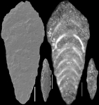 Mucronina hornibrooki Hayward, 2012 HOLOTYPE