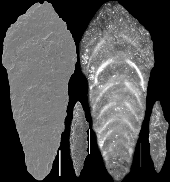 Mucronina hornibrooki Hayward, 2012 HOLOTYPE Mucronina hornibrooki Hayward, 2012 HOLOTYPE