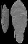 Mucronina hornibrooki Hayward, 2012 PARATYPE