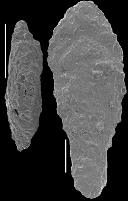 Mucronina hornibrooki Hayward, 2012 PARATYPE Mucronina hornibrooki Hayward, 2012 PARATYPE